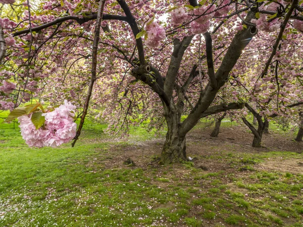Central park, new york city våren — Stockfoto
