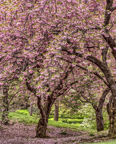 Central Park, New York City Spring — Stockfoto