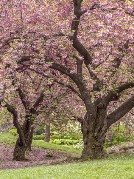 Central Park, New York printemps — Photo