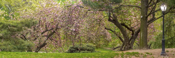Central park, Nowy Jork wiosna — Zdjęcie stockowe
