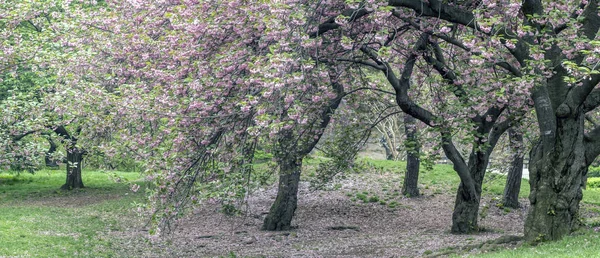 Central park, Nowy Jork wiosna — Zdjęcie stockowe