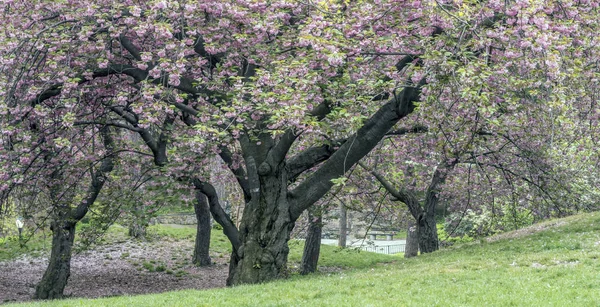 Центральний парк, Нью-Йорк, весна — стокове фото