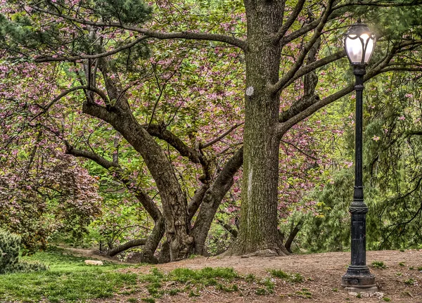 Bahar central park, new york city — Stok fotoğraf