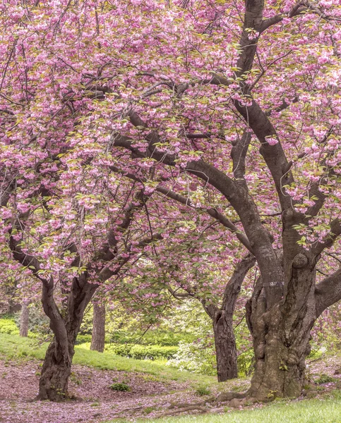 Central park, new york city våren — Stockfoto