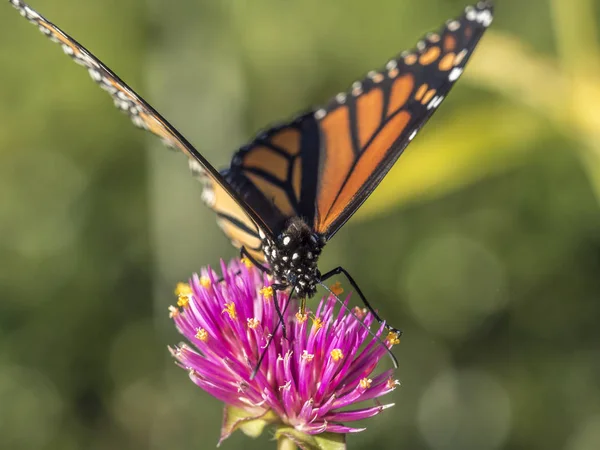 王冠蝴蝶（danaus plexippus）) — 图库照片