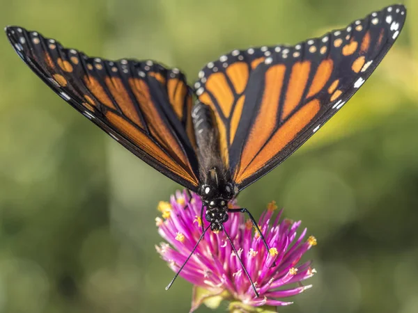 Monarch butterfly (Danaus plexippus) — Stock Photo, Image
