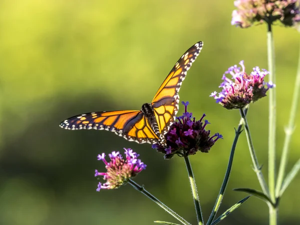 Motyl monarcha (danaus plexippus)) — Zdjęcie stockowe