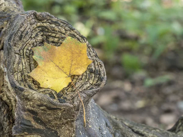 Hojas de otoño en el bosque — Foto de Stock