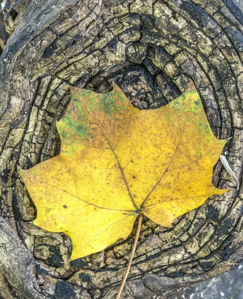 Hojas de otoño en el bosque — Foto de Stock