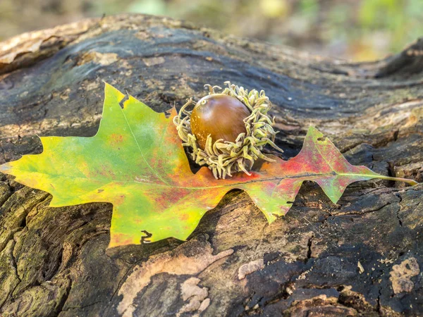 Hojas de otoño en el bosque — Foto de Stock