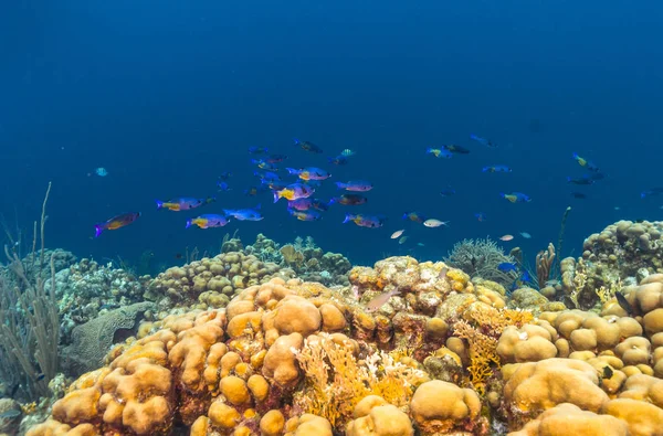 Recifes de coral das Caraíbas — Fotografia de Stock