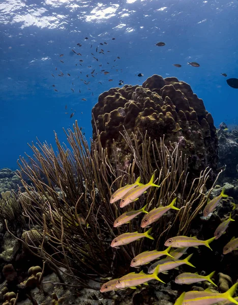 Karibisches Korallenriff — Stockfoto