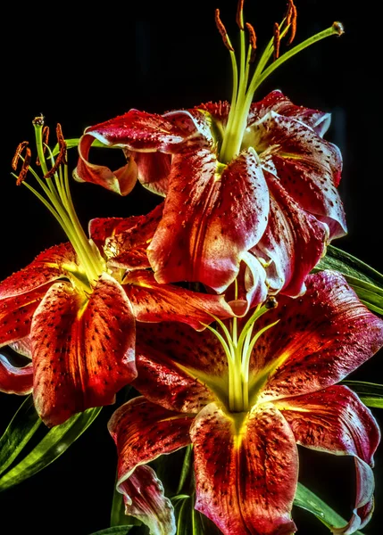 Lilium, el lirio Stargazer — Foto de Stock