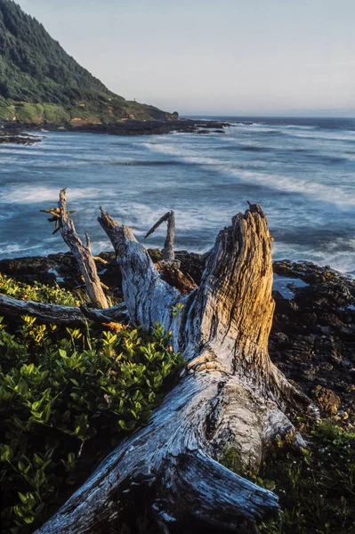 Côte nord de la Californie — Photo