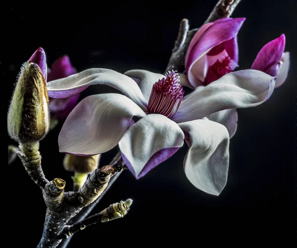 マグノリア soulangeana、ソーサーのマグノリアの木 — ストック写真
