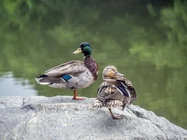  Yeşilbaş ördek (Anas platyrhynchos) 