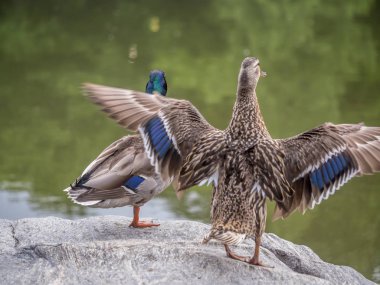  Yeşilbaş ördek (Anas platyrhynchos) 