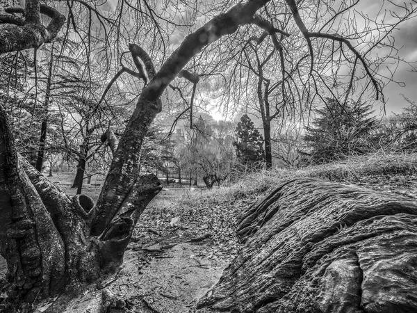 Central Park, New York Şehri — Stok fotoğraf