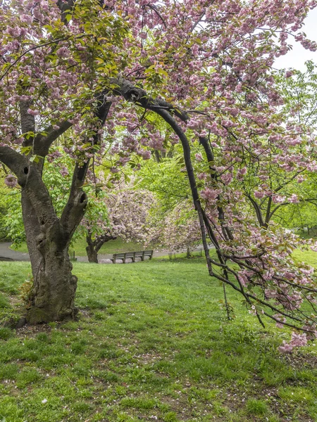 Bahar central park, new york city — Stok fotoğraf