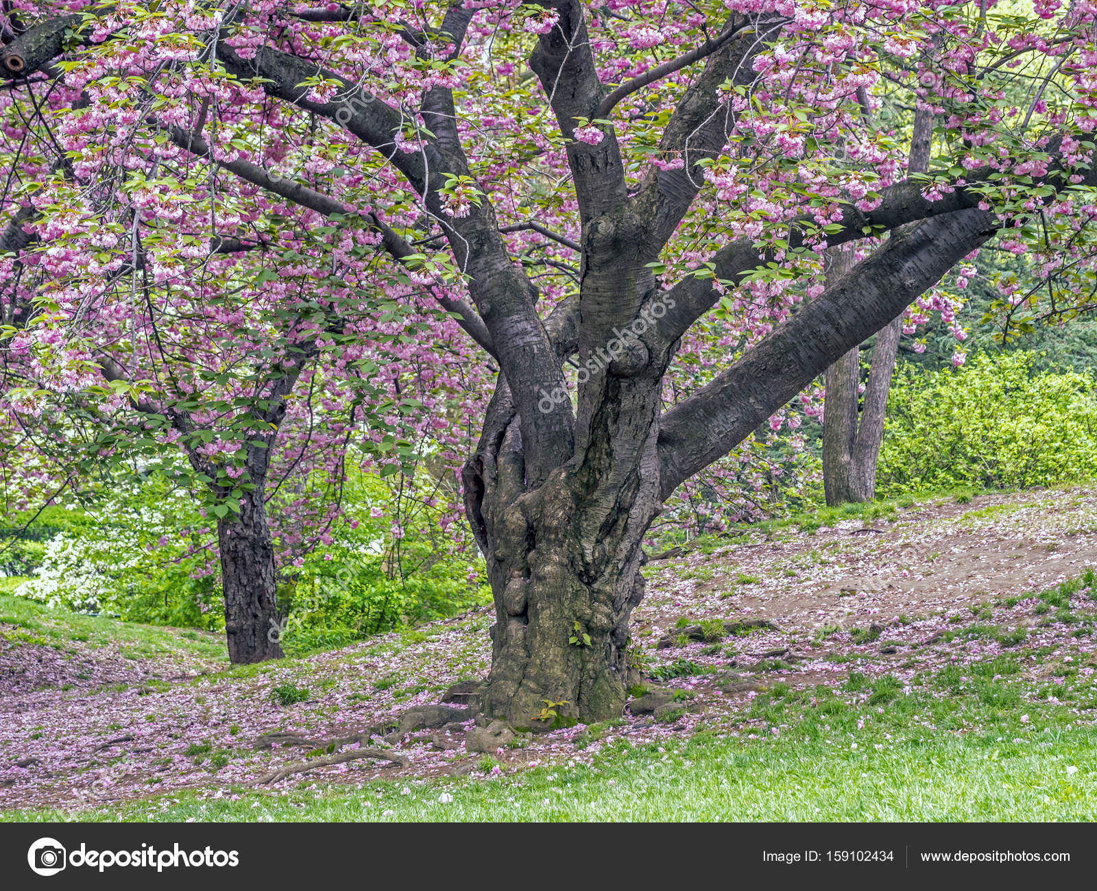 Prunus Serrulata Bark Japanese Tree Prunus Serrulata Prunus