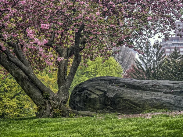 Prunus serrulata ou cereja japonesa — Fotografia de Stock