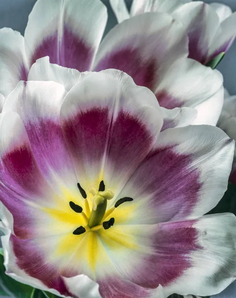 Tulipan jest kwiat w tulipa rodzaj, — Zdjęcie stockowe