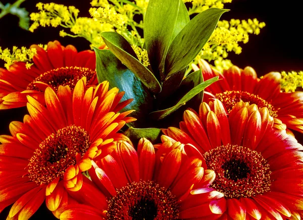 Barberton daisy, Gerbera jamesonii — Stok fotoğraf