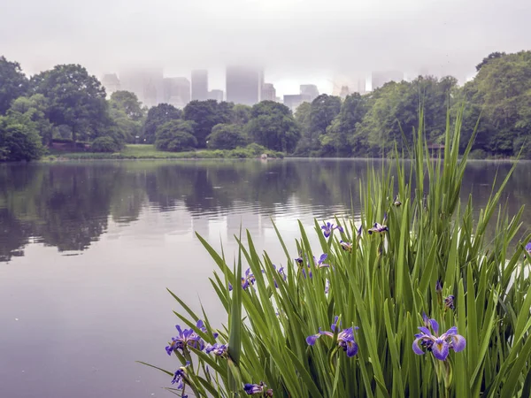 At the lake with iris — Stock Photo, Image