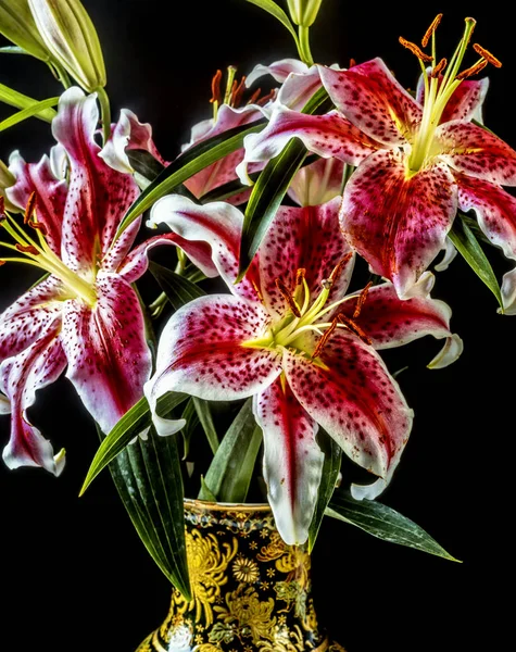 Lilium, el lirio Stargazer — Foto de Stock