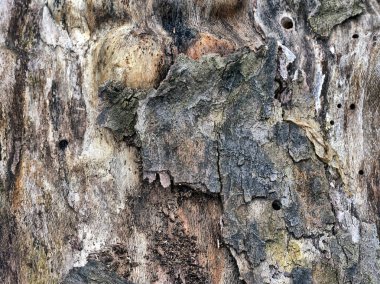 Platanus occidentalis, Amerikan çınar