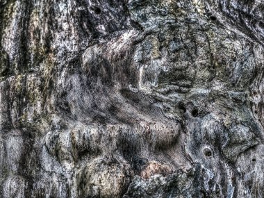 Platanus occidentalis, Amerikan çınar