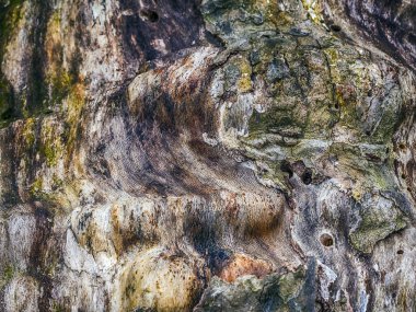 Platanus occidentalis, Amerikan çınar