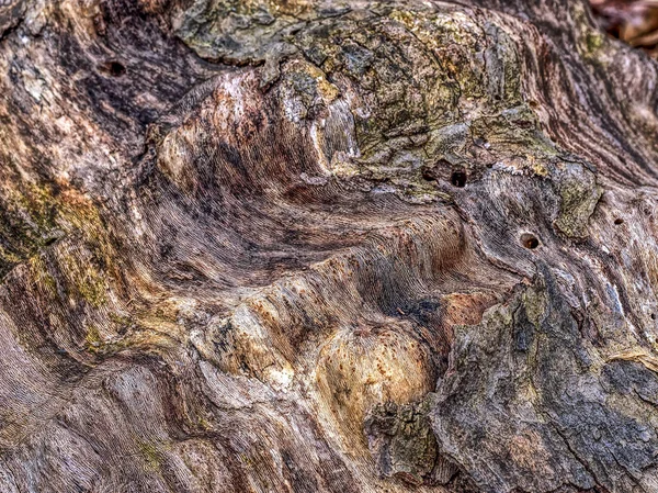 Platanus occidentalis, americký javor klen — Stock fotografie