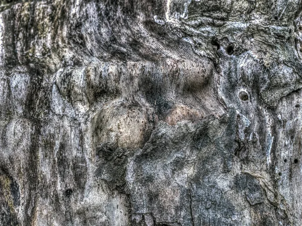 Platanus occidentalis, americký javor klen — Stock fotografie