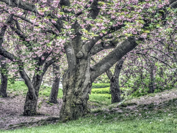 Prunus serrulata eller japanska körsbär — Stockfoto