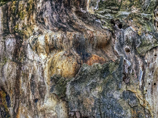 Platanus occidentalis, amerikansk lönn — Stockfoto