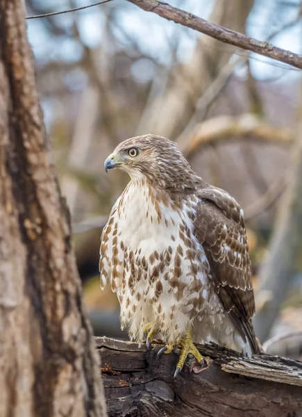Red-tailed hawk,Buteo jamaicensis — Stock Photo, Image