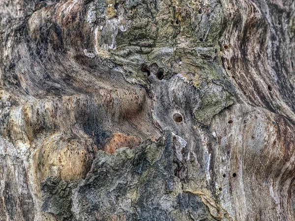 Platanus occidentalis, Amerikaans sycamore — Stockfoto