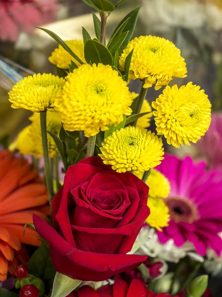 Rose floweing plant — Stock Photo, Image