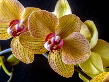 Dendrobium nobile orkide