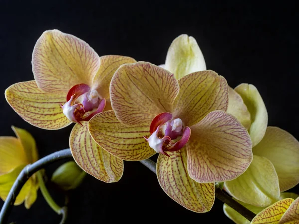 Dendrobium nobile orchidea — Foto Stock