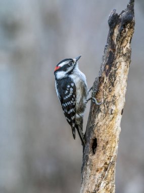 tüylü ağaçkakan, Dryobates pubescens