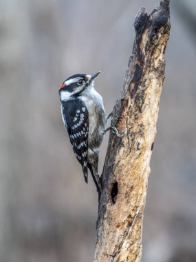 tüylü ağaçkakan, Dryobates pubescens