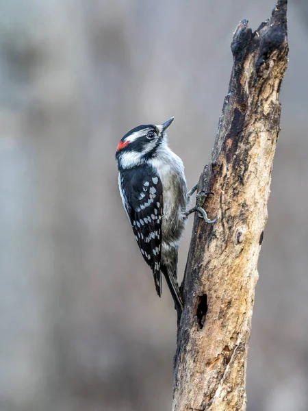 Duniga hackspett, Dryobates pubescens — Stockfoto