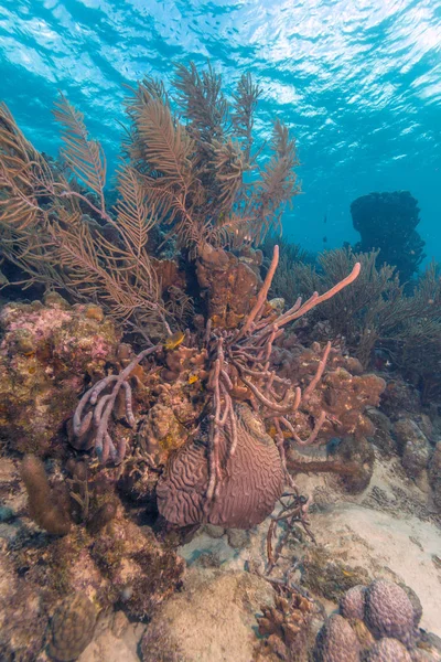 Recife de coral caribenho Bonaire — Fotografia de Stock