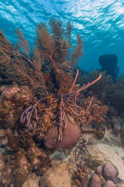 Arrecife de coral caribeño Bonaire —  Fotos de Stock