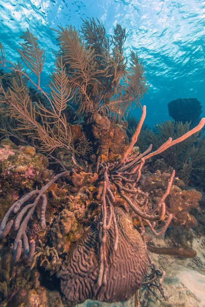 Caribbean coral reef Bonaire — Stock Photo, Image