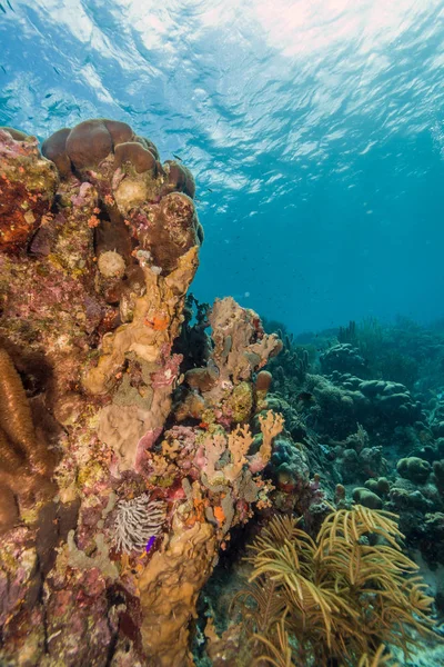 Caribbean coral reef Bonaire — Stock Photo, Image