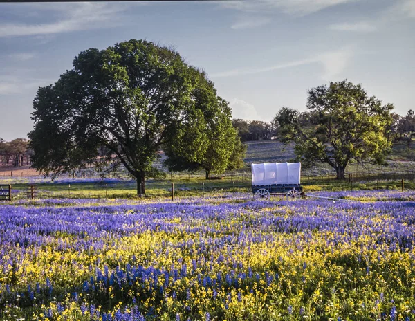 テキサスの丘の国 — ストック写真