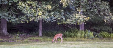 ak kuyruklu geyik, Odocoileus virginianus 